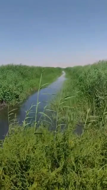 Wastewater-collection channel with reed banks, near Utaybah, Rural Damascus